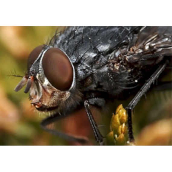Autres Insectes